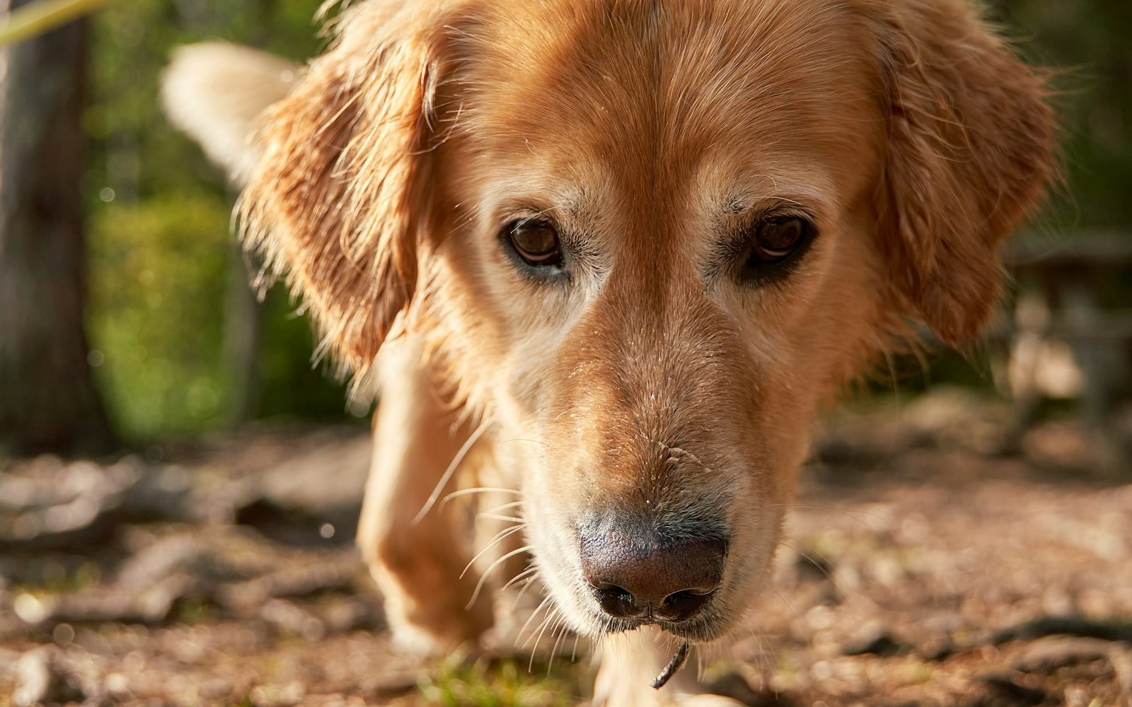 A golden retriever walking toward the camera on a forest path